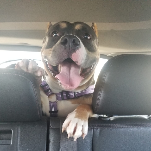 Meet your Posher, Dennis - Picture 1 of 1